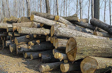 砍伐的树木成堆砍伐的树干原木砍伐树干原木砍伐树成堆爬坡道踪迹燃料高清图片下载-正版图片307716885-摄图网