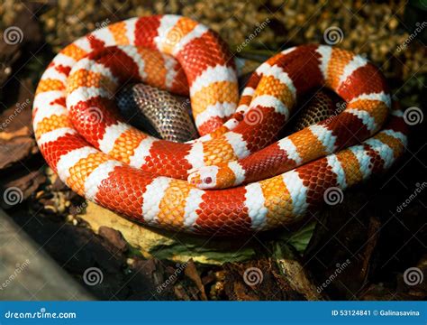 Honduranische Milchschlange Stockbild - Bild von skalen, kriecht: 53124841