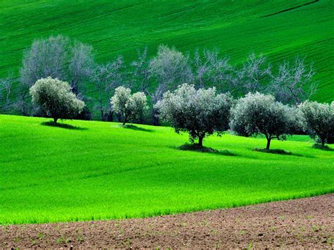 Download wallpaper field, grass, trees, hills, spring, section ...