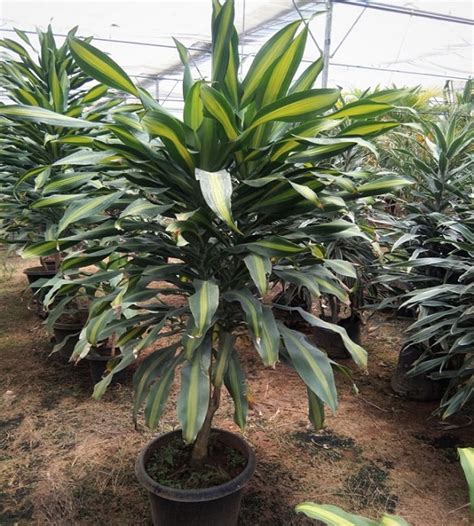 Dracena Massangeana - Corn Plant | TheGreenyard.in