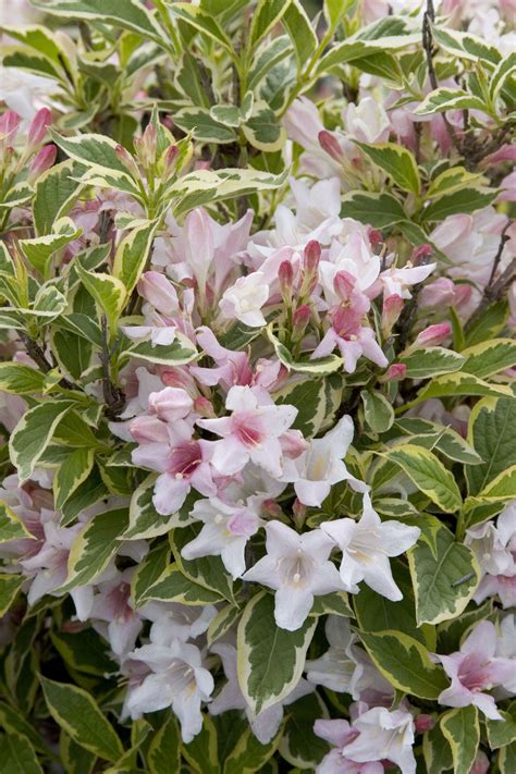Variegated Shrubs Plants Uk at Rodney Swisher blog