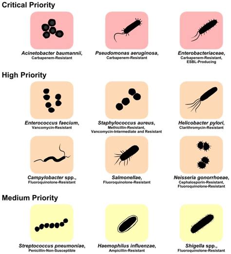 Molecular Mechanisms of Antibiotic Resistance and Novel Treatment Strategies for Helicobacter ...