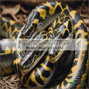 Image result for Burmese Python Eat Chicken