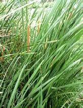 INTEGRATED WETLANDS ECOSYSTEM: SUSTAINABLE MODEL TO MITIGATE WATER ...