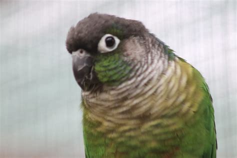 Green Cheeked Conure Parrot
