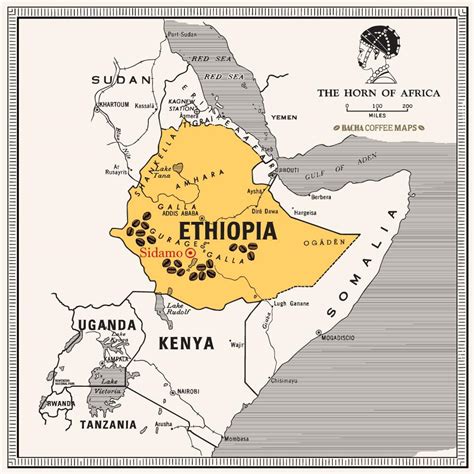 Bacha Coffee Yirgacheffe Decaffeinated – 100% Arabica, Premium Ethiopi ...