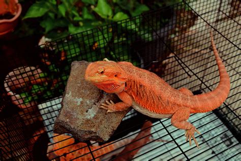 Red Bearded Dragon Lizard