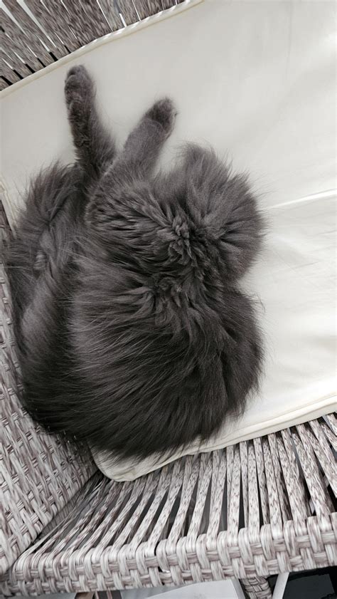 Yamcha's death pose : r/cats