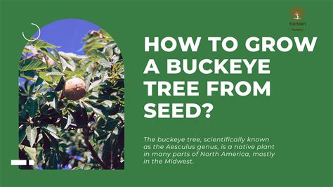 Grow a Buckeye Tree from Seed: Your Complete Step-by-Step Guide
