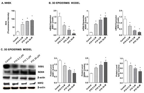 Paclitaxel-Induced Epidermal Alterations: An In Vitro Preclinical ...