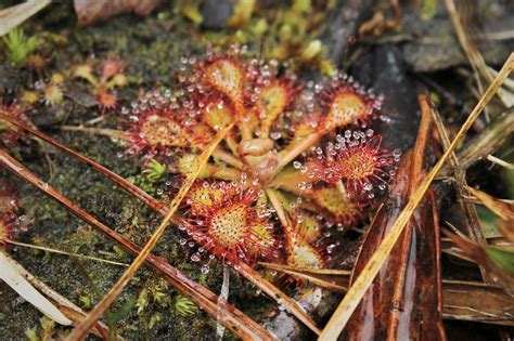 Carnivorous Plants Sundew