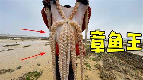 实拍潜水员日本海里抓大章鱼(组图)-搜狐滚动