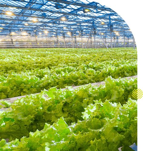 Invest in hydroponic farming | hydroponic farming setup in India