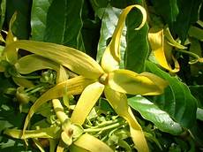 canella fiore seminte si plante de gradina hobby ylang ylang cananga canella fiore seminte si plante de gradina hobby ylang ylang cananga
