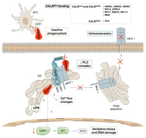 A Broad Overview of Signaling in Ph-Negative Classic Myeloproliferative ...