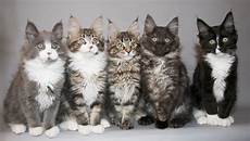 cat breeders maine coon cat information big friendly cat breeders maine coon cat information big friendly