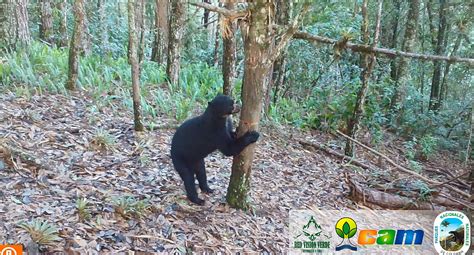 Nuevo registro de Oso de Anteojos en la reserva natural Tarpeya de ...
