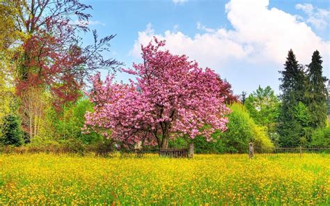 Image result for Free Desktop Backgrounds for Windows 10 Spring