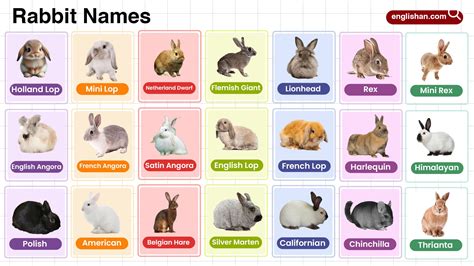 Rabbit Names in English with their Pictures
