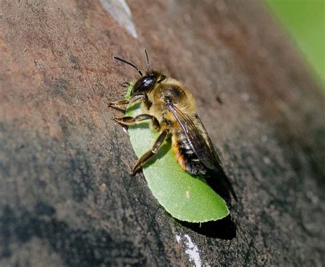 When To Harvest Leaf Cutter Bees at Barbara Macdonald blog