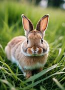 Image result for Cute Bunny Eyes