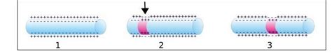 2. On the basis of the illustration, describe how the impulses are ...