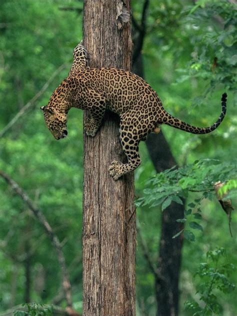 Experience the Magic of North East India Tours