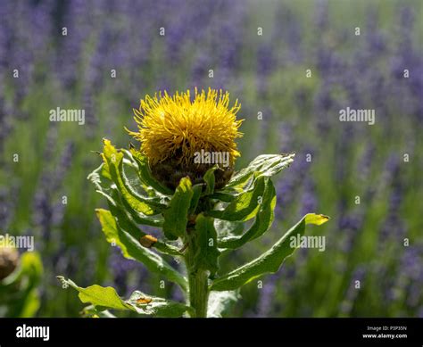 Yellow star thistle hi-res stock photography and images - Alamy