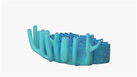 Endoplasmic Reticulum - 3D Model by esfey