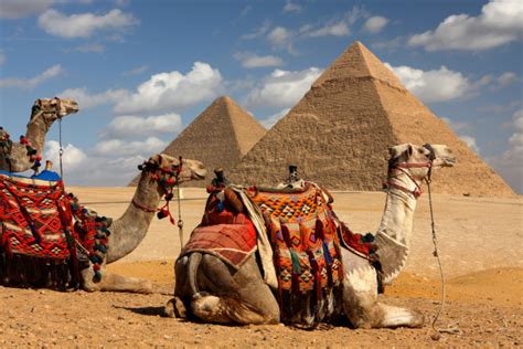 卡塔尔游客多到骆驼加班 骆驼工作量暴涨50倍_新闻快讯_海峡网