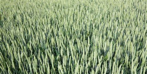 种植小麦每亩要多少种子？看似简单，但农友们真的清楚吗？ - 知乎