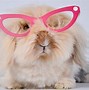 Image result for Small Cute Bunnies