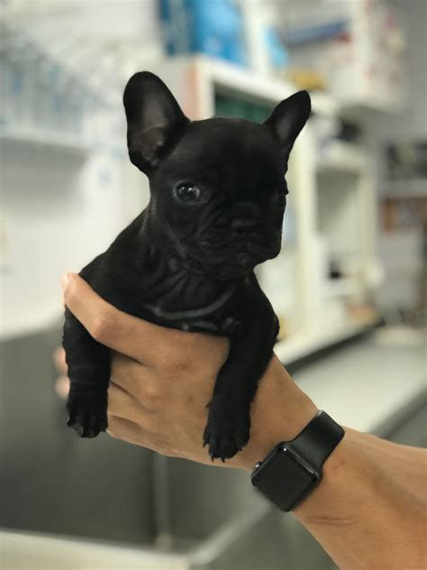 Pet Gallery Broad River Animal Hospital