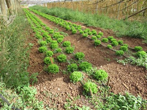 Local Food Systems 的图像结果