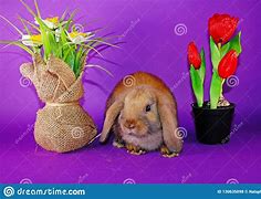 Image result for Cute Baby Dwarf Rabbits