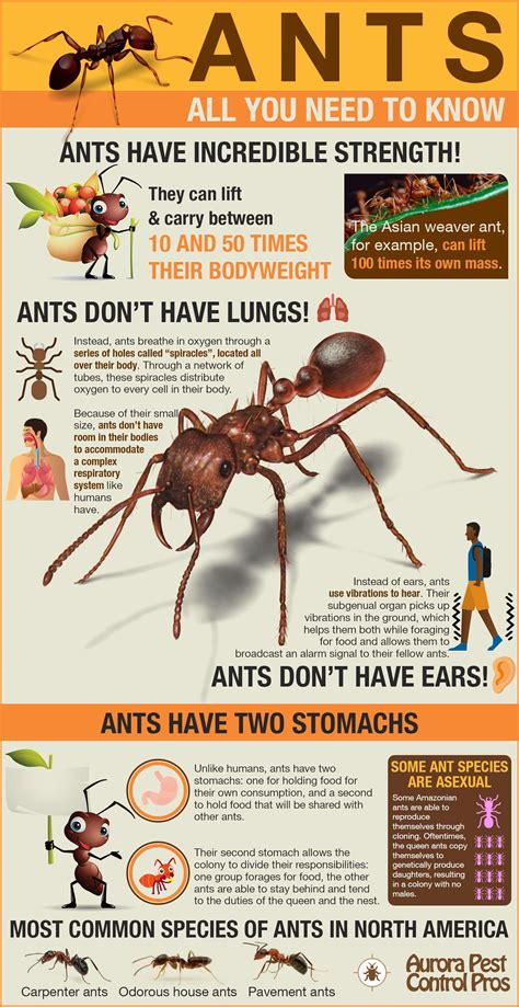Ants - Everything You Need to Know