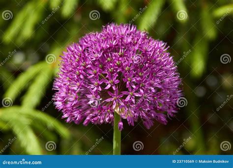 Purple Flower Like a Ball - Allium Stock Image - Image of color, beauty ...