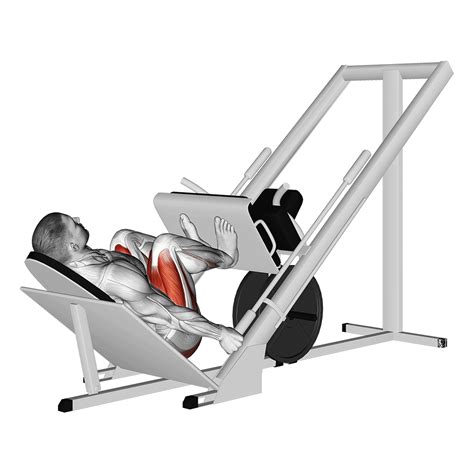 Leg Press Quadriceps