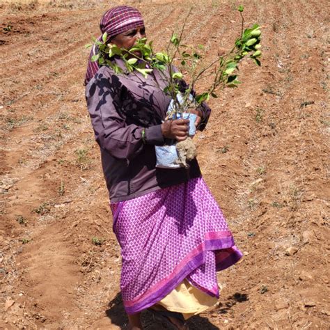 Blending Technology with Nature: TAAL Tech’s Agroforestry for a ...
