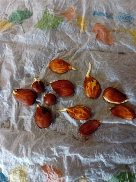 Planting Peach Seeds From Fruit Growing Peach Trees In The Pacific