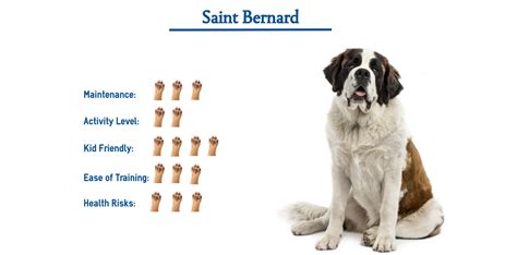 Which Is Bigger Mastiff Or Saint Bernard