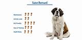 Saint Bernard Dog Breed… Everything You Need to Know at a Glance!