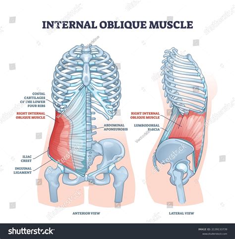 Oblique Muscle Drawing Drawing External Oblique Muscles #figureanatomy