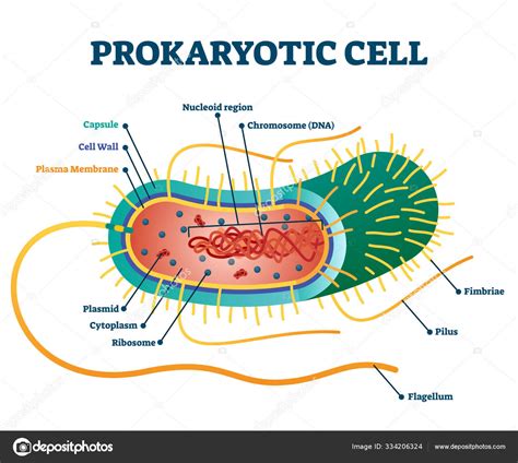 Prokaryotic Cell Structure 的图像结果