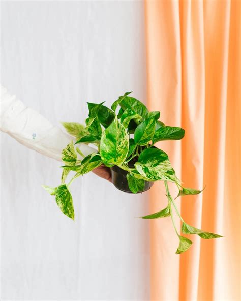 Are marble queen pothos toxic to cats.jpg