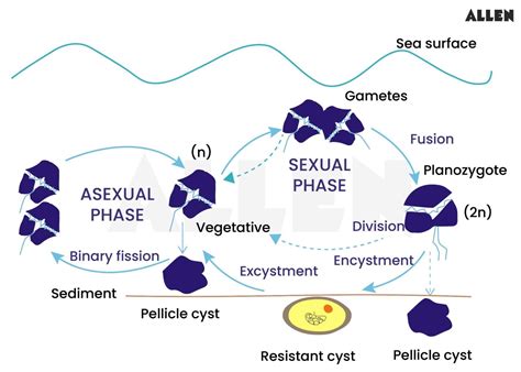 Dinoflagellates: Classification, Characteristics and Reproduction