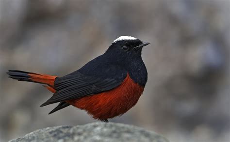 Birds Of Sattal - slide14 | Nature inFocus
