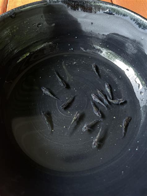 [FS] - Farmington, NH -80$ - Medaka Rice Fish : r/AquaSwap