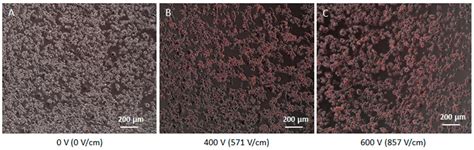A Novel 3D Scaffold for Cell Growth to Assess Electroporation Efficacy