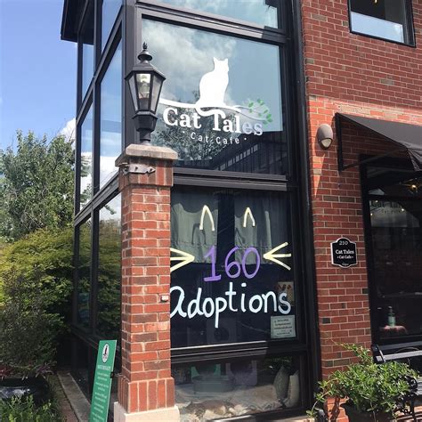 Cat Tales Cat Cafe (2026) - All You MUST Know Before You Go (with ...